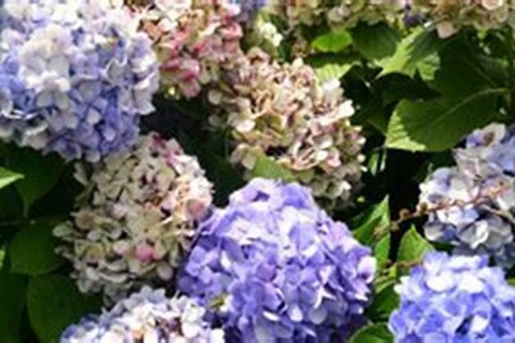 绣球花冬天叶子发黄是怎么回事