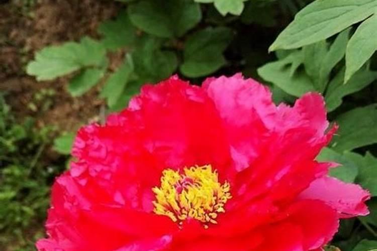 金银花养殖方法