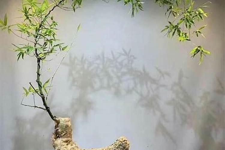 【虹越铁线莲】铁线莲如何浇水