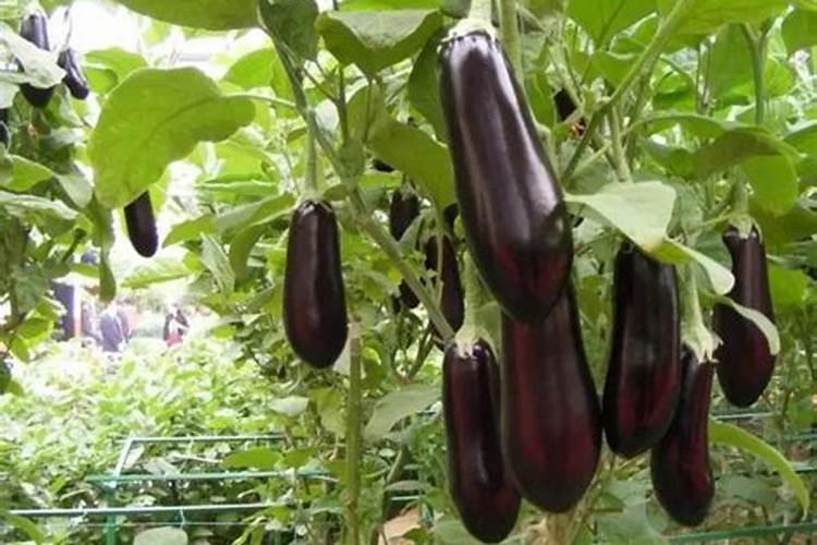 花草浇什么肥料合适