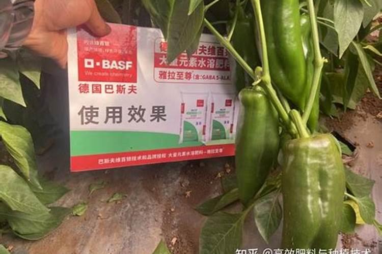 桃树施什么肥好