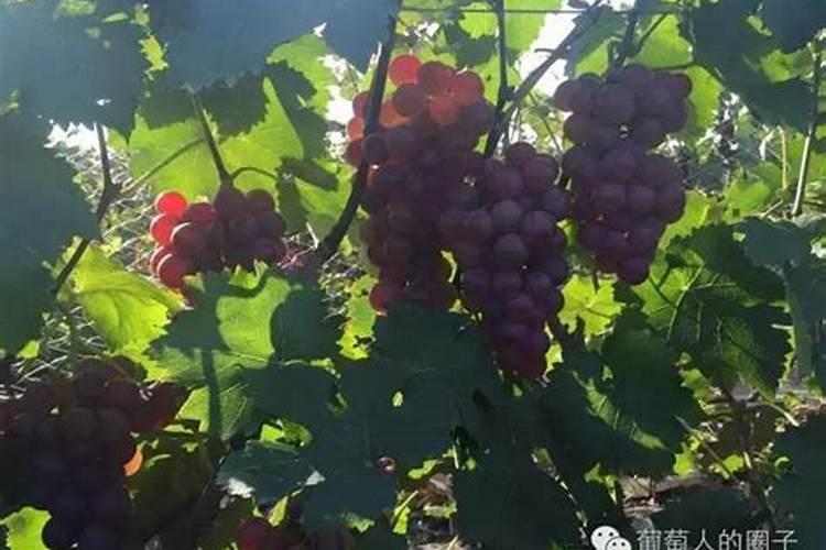 水培绿植多久换水养花换水要全部放掉吗