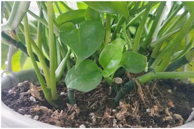 硫酸钾型复合肥适用于什么土地