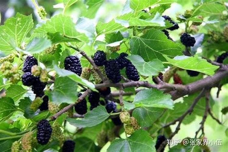 桑葚几年开花和结果