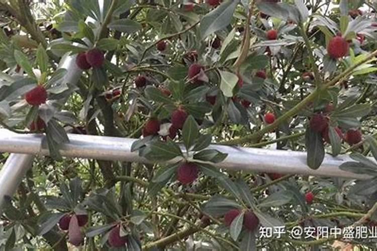 西兰花最好的肥料是什么？