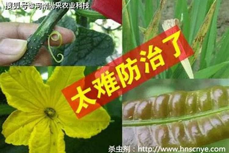 今年华北地区夏玉米地里的蓟马,用什么农药防治最好,请专家指导百度知 ...