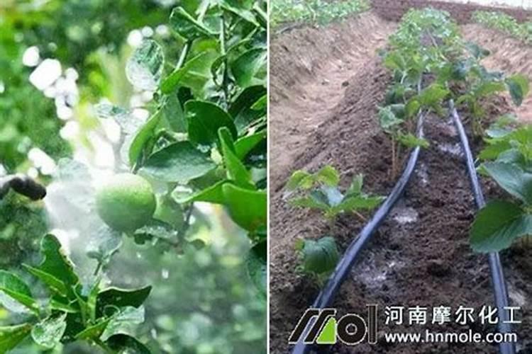 为什么氮肥不能与石灰草木灰等碱性肥料混