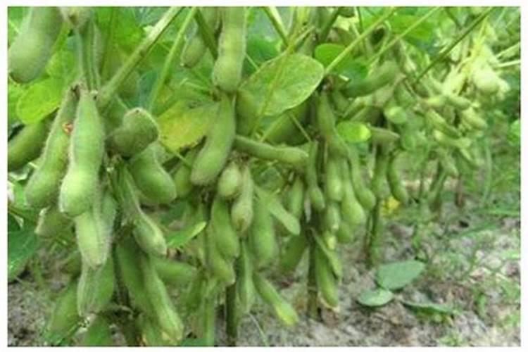 大豆啥时候打芸苔素好？