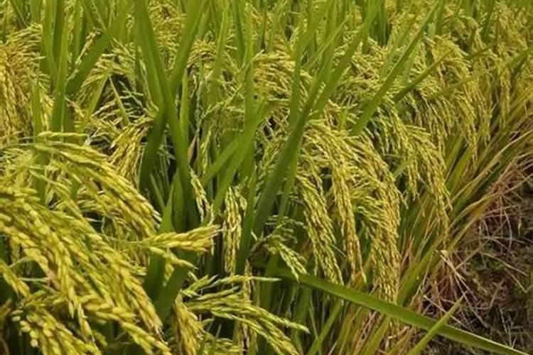 芸苔素的作用和使用方法