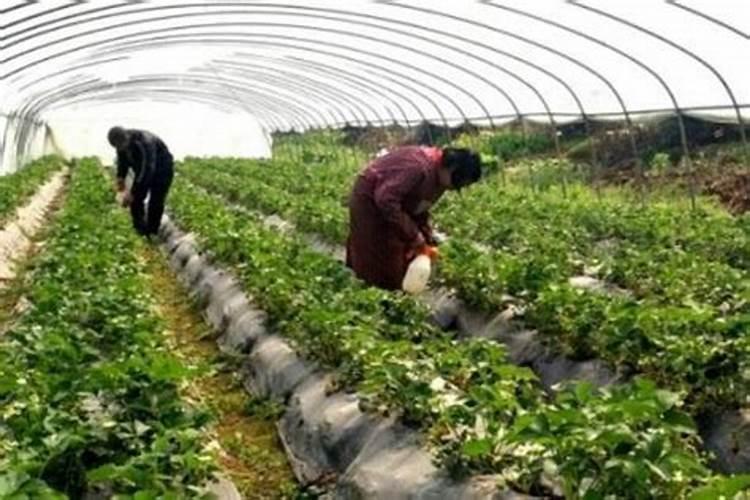 芸苔素用多了对植物有影响吗