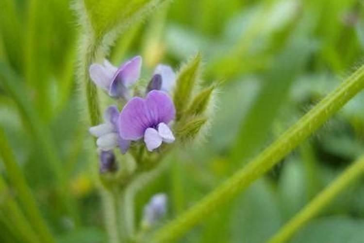 大豆叶面肥花开期喷好吗