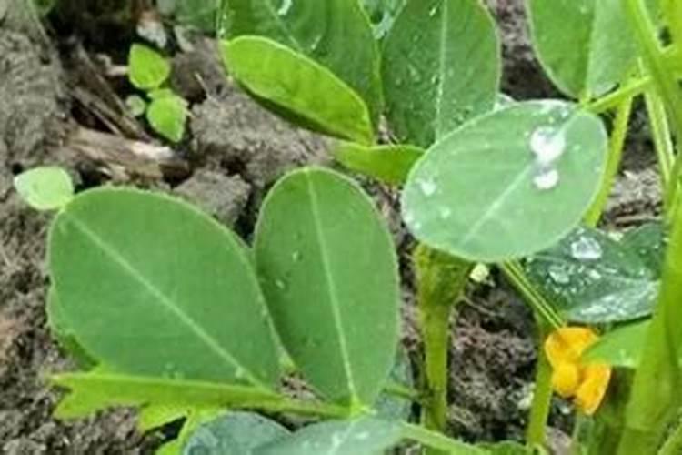 大豆初花期喷什么叶面肥好呢