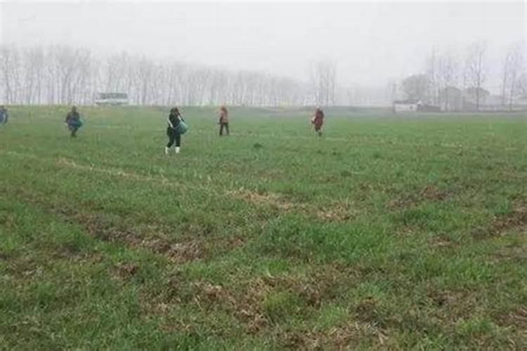 油茶树施什么肥长得快