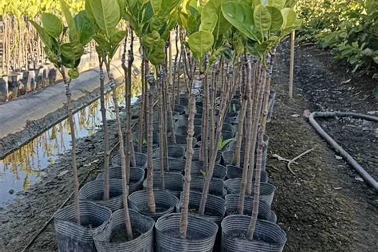 玉米涝了以后用肥料好还是打液体氮肥好？