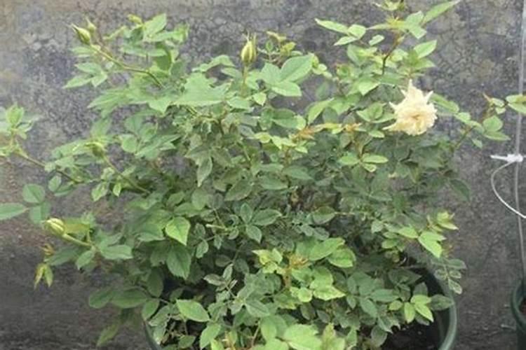 无花果树被盐水浸了怎么才能救活呢？