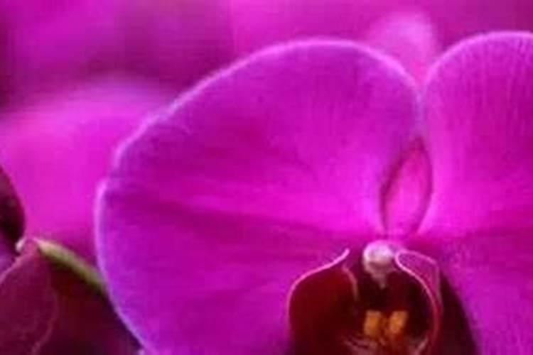 中量元素水溶肥的作用与功效 中量元素水溶肥什么时候用合适