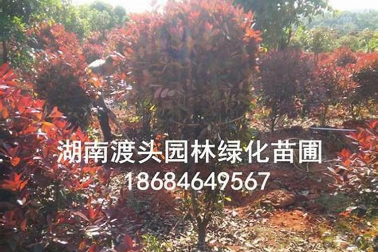 硼锌铁镁肥的用法用量