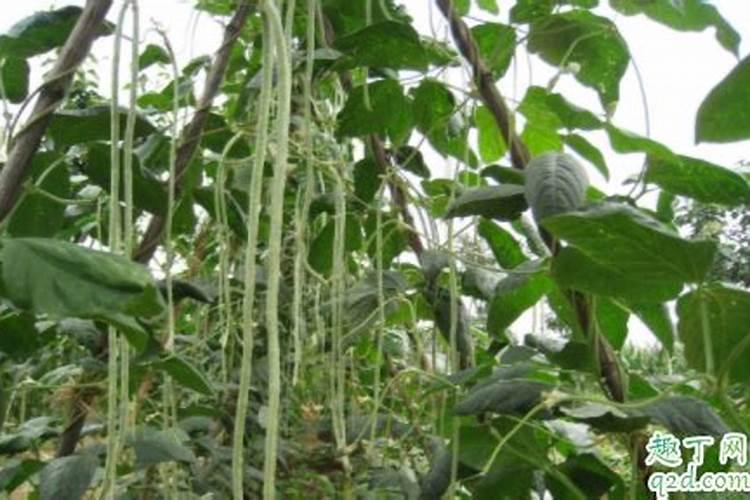 萝卜为什么要补硼肥