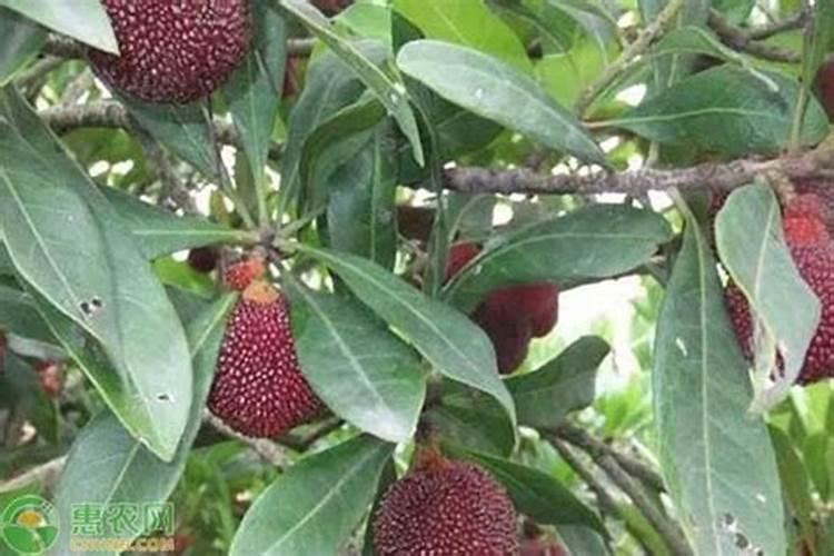 鱼蛋白肥料的使用技巧