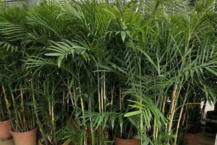 散尾葵怎么养才好？