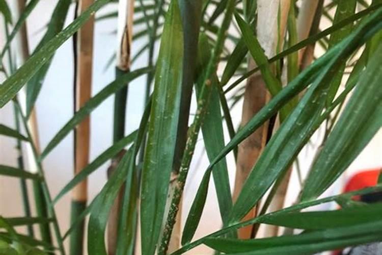 散尾葵叶子发蔫原因及补救方法