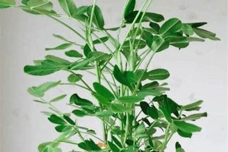 炒熟花生米压碎可以放入土里养花吗