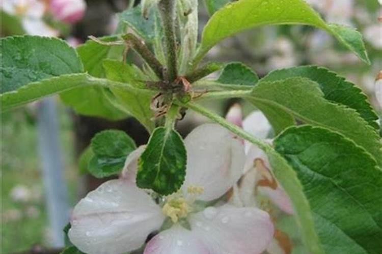 棉花施肥使用什么肥料？棉花该如何施肥？