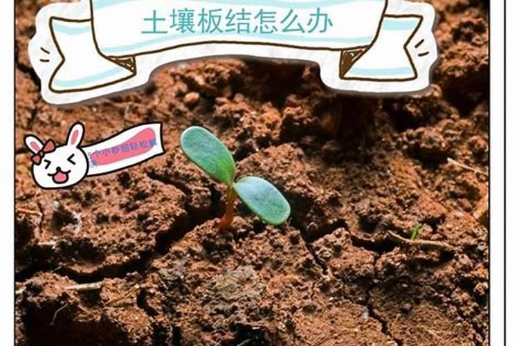 刚修剪完天堂鸟叶子能喷营养液吗？