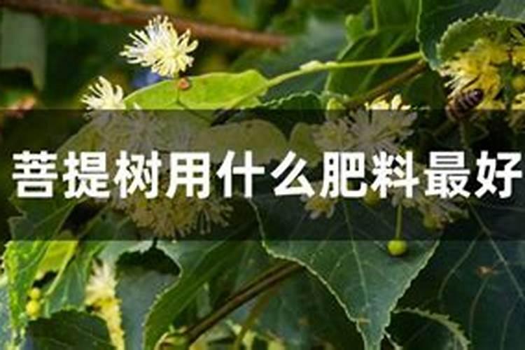 黑力旺复合肥是有机吗