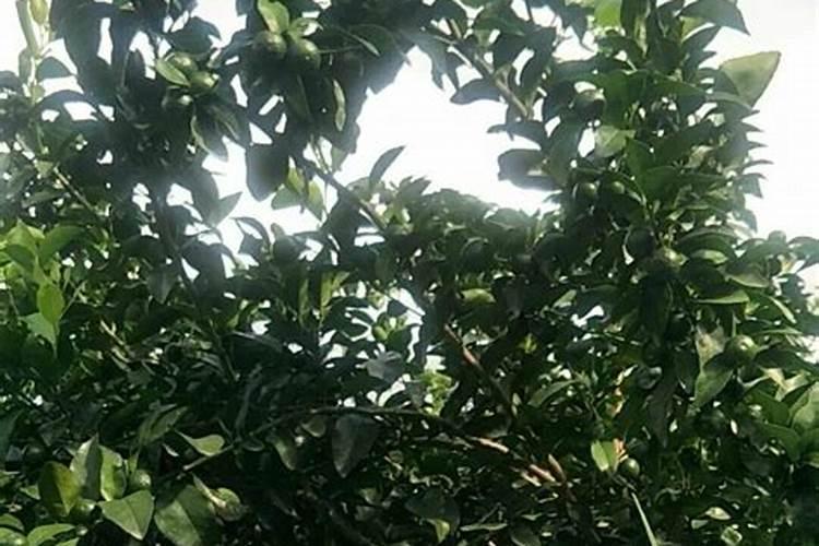 芸豆叶子发黄干枯怎么回事