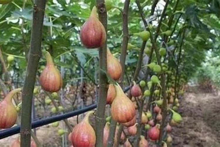 无花果树树芯为什么会生虫