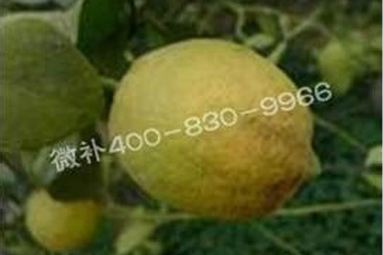 辣椒施肥过多发生肥害图片(种植辣椒苗期肥害怎么防治)