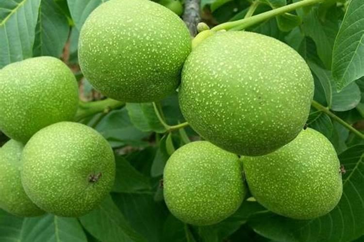 核桃仁可以用作花肥吗