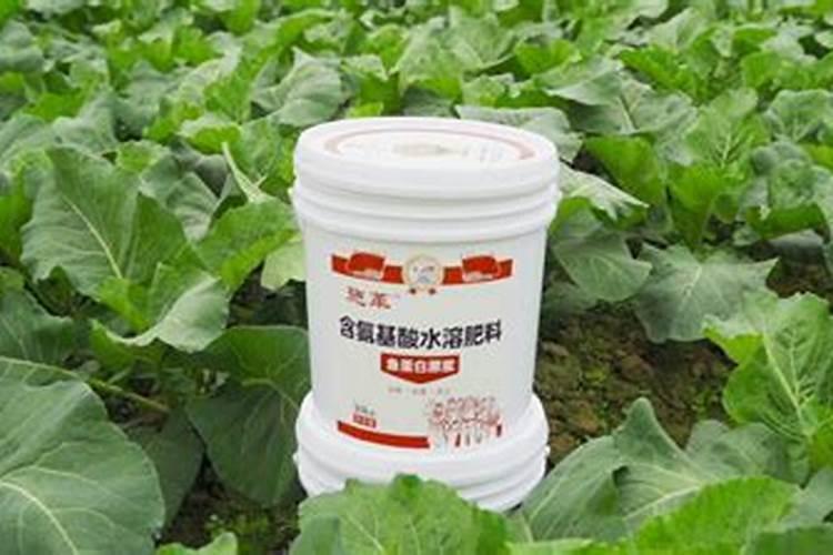 蓝莓用什么肥料好