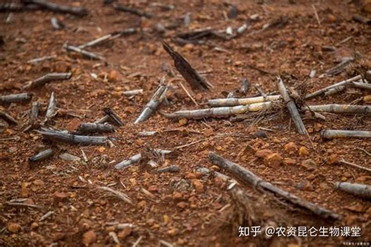 一棵荔枝树能产多少斤