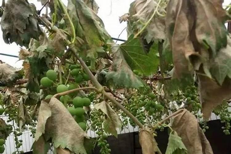 葡萄打什么叶面肥上色快