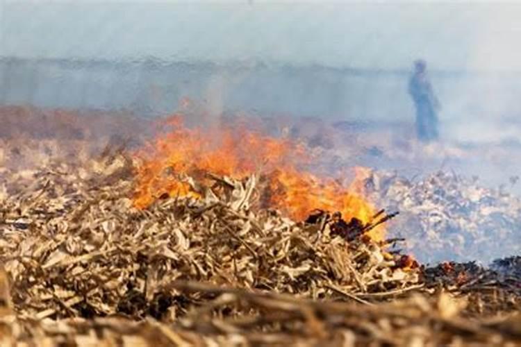 橙皮精油助剂有什么效果,使用方法,注意事项