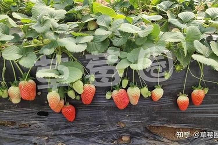 二年桃树,秋季施什么肥？