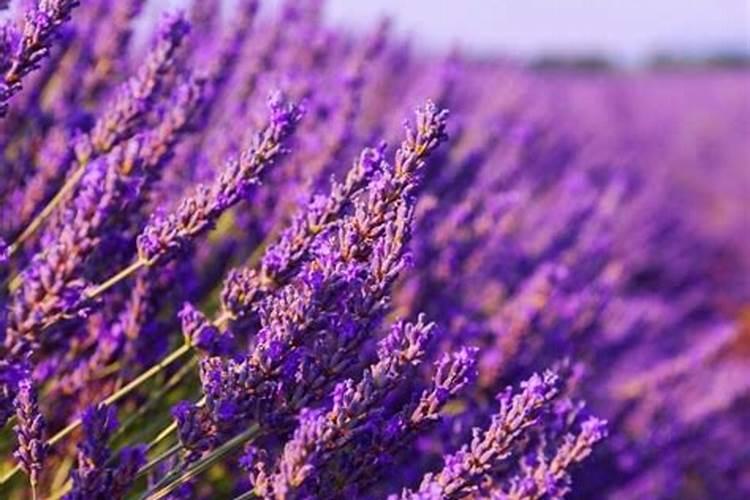 氨基酸叶面肥能控旺吗 氨基酸叶面肥如何控旺