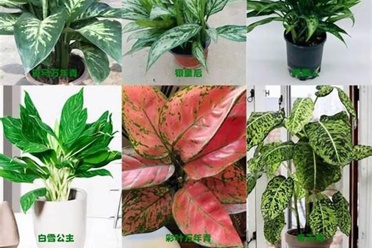 脐橙4月管理要点