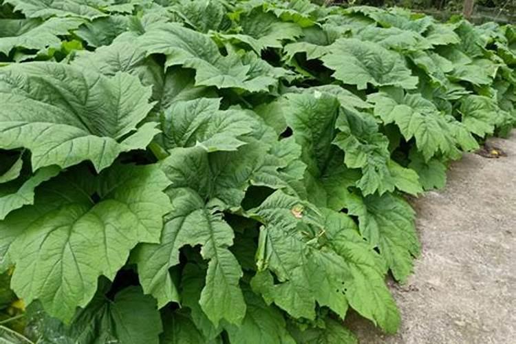 大黄北方能种吗