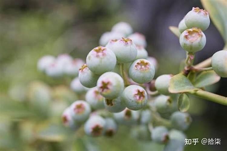 蓝莓怎样施肥,蓝莓种植时间和方法