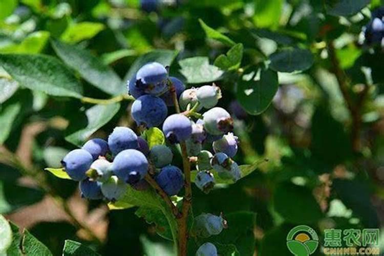 蓝莓怎样施肥,蓝莓种植时间和方法