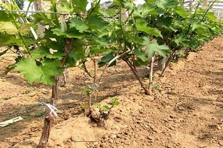 脲铵氮肥和尿素的区别