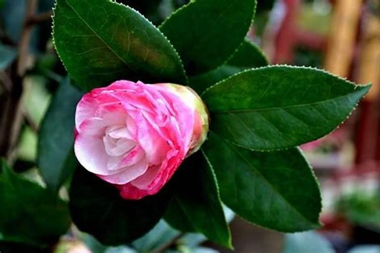 豆浆发酵后浇花施肥好吗