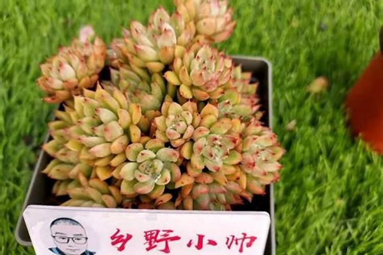 含氨基酸水溶肥料什么时候用