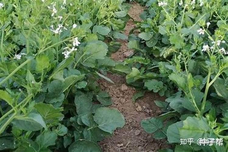 玉米什么时候使用叶面肥？玉米叶面肥喷施浓度