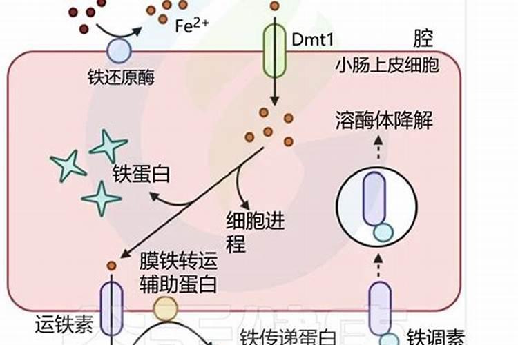 多肉施什么肥好