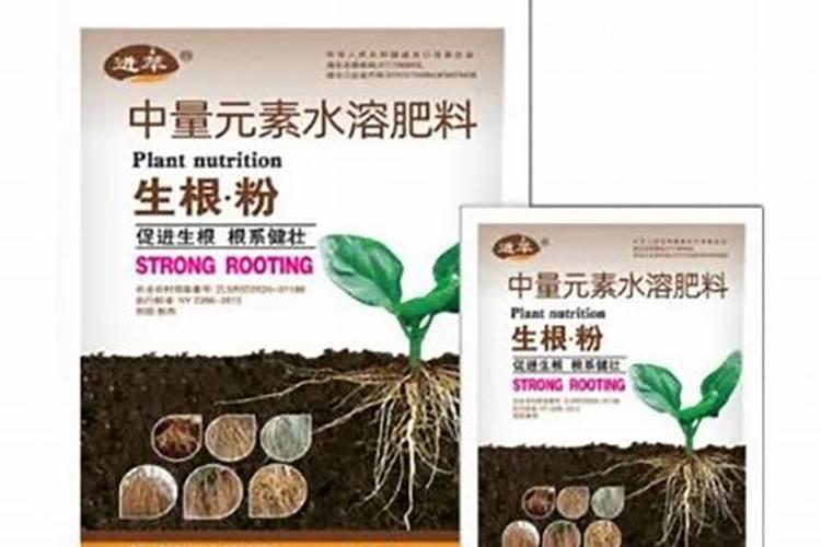 芦荟怎么移植才能成活