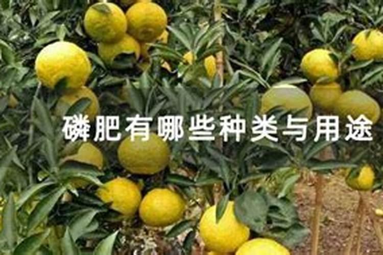 桑葚现在要咋么剪枝与下肥。